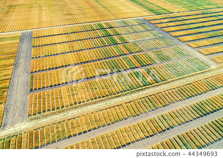 Aerial view of geometric wheat fields 44349693