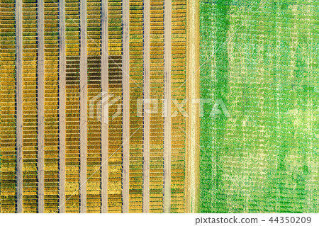 Aerial view of geometric wheat fields 44350209