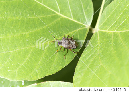 Rabbit bug Rabbit bug 44350343