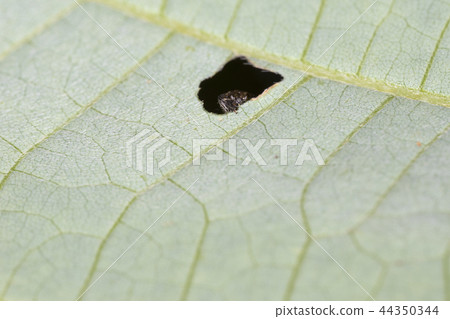 Scarlet Tin Bear 44350344