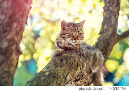 Cute cat sitting in a branch of a tree in a garden 44350404