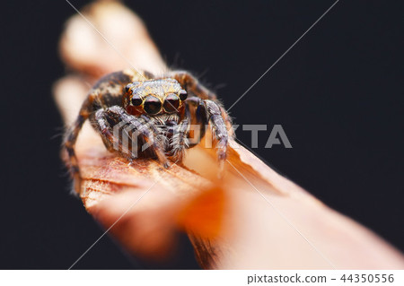 在一跳跳躍的小樹枝上。 44350556