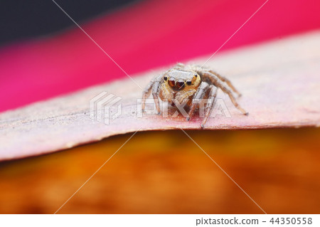 它位於一片落葉的頂部。 它位於一片落葉的頂部。 44350558