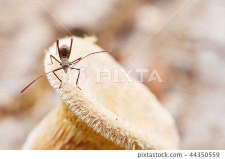 一個唯一小的山茶花大像在白色站立。 一個唯一小的山茶花大像在白色站立。 44350559