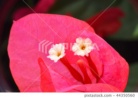 以一朵白花的形式白花在特別Kusunoki紅色緋紅色片斷。 以一朵白花的形式白花在特別Kusunoki紅色緋紅色片斷。 44350560