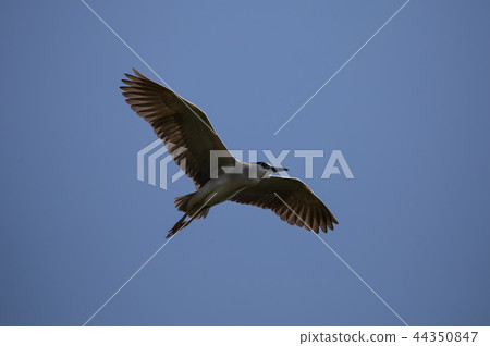 Black-crowned night heron (Nycticorax nycticorax) Black-crowned night heron (Nycticorax nycticorax) 44350847
