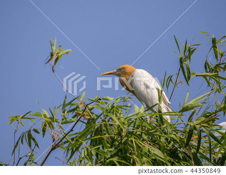 Eastern Cattle Egret ( Bubulcus coromandus ) 44350849