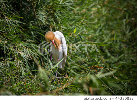 Eastern Cattle Egret ( Bubulcus coromandus ) Eastern Cattle Egret ( Bubulcus coromandus ) 44350852