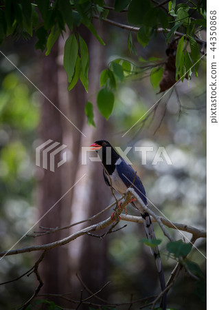Red-billed blue magpie (Urocissa erythrorhyncha) Red-billed blue magpie (Urocissa erythrorhyncha) 44350868