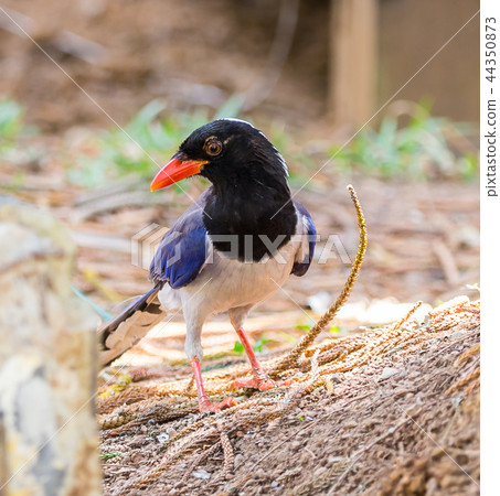 Red-billed blue magpie (Urocissa erythrorhyncha) Red-billed blue magpie (Urocissa erythrorhyncha) 44350873