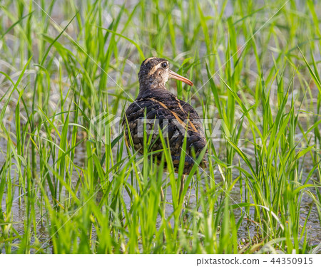 Greater Painted-snipe. ( Rostratula benghalensis ) Greater Painted-snipe. ( Rostratula benghalensis ) 44350915