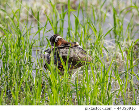Greater Painted-snipe. ( Rostratula benghalensis ) Greater Painted-snipe. ( Rostratula benghalensis ) 44350916