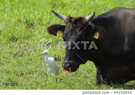 Cow and Chu Rabbit Okinawa Image Material Dairy Stocking Intermediate egret 44350934