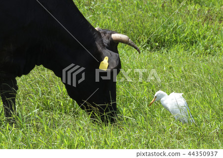Cow and Chu Rabbit Okinawa Image Material Dairy Stocking Intermediate egret 44350937