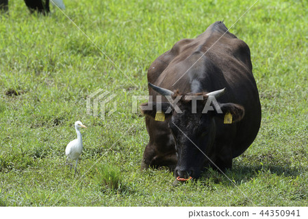 Cow and Chu Rabbit Okinawa Image Material Dairy Stocking Intermediate egret 44350941