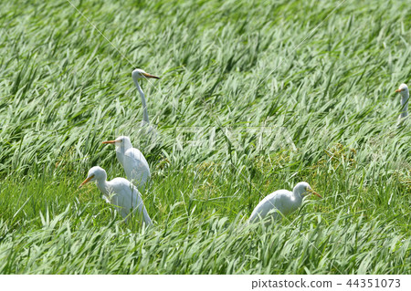 Chu Rabbit Intermediate egret multiple groups 44351073