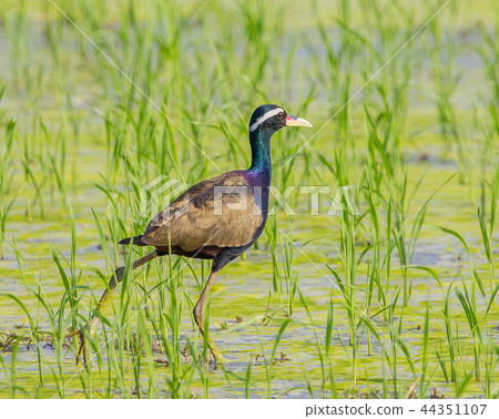 Bronze-winged Jacana Bronze-winged Jacana 44351107