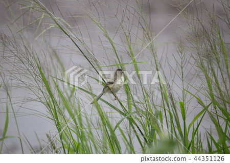 Plain Prinia ( Prinia inornata ) on green grass Plain Prinia ( Prinia inornata ) on green grass 44351126