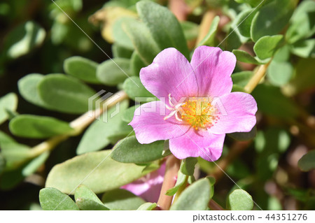 Porchula (flower sliding hui) 44351276