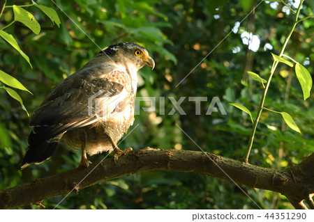 休息在樹的樹蔭下的灰鼠 44351290