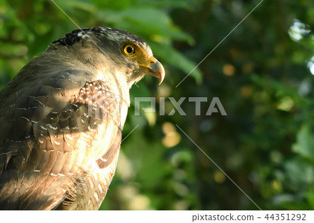 Crested eagle up close up in the shade of a tree 44351292