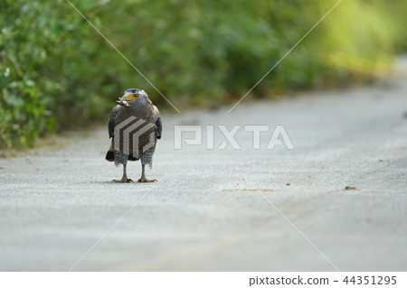 Squirrel eagle to bark a frog 44351295