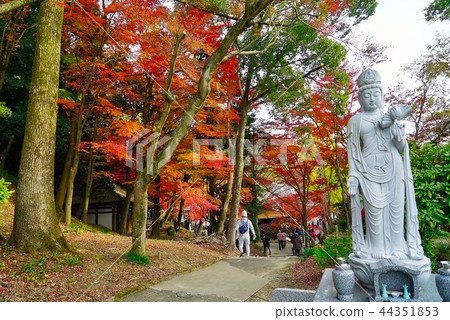 秋葉美麗的祥子寺 秋葉美麗的祥子寺 44351853