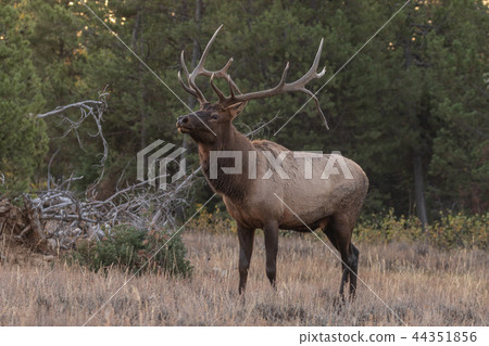 Bull Elk in the Fall Rut Bull Elk in the Fall Rut 44351856