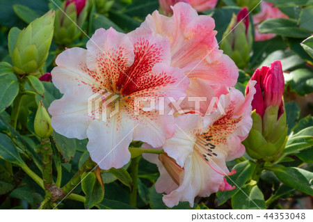Rhododendron Hybrid Peggy, Rhododendron hybrid 44353048