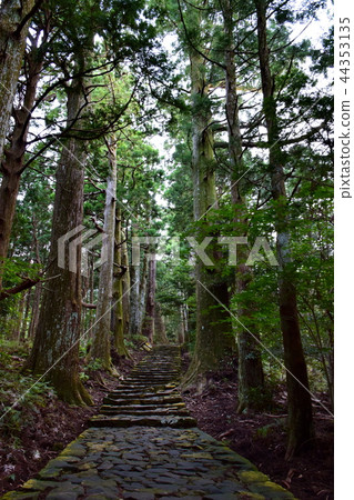 Kumano Kodo Daimonzaka Nachiyama Stone steps / near Dotoishi (Wakayama Prefecture Tohaku-gun Nachi Katsuura-cho) Kumano Kodo Daimonzaka Nachiyama Stone steps / near Dotoishi (Wakayama Prefecture Tohaku-gun Nachi Katsuura-cho) 44353135