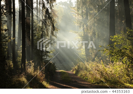 Dirt road through a foggy autumn forest at dawn Dirt road through a foggy autumn forest at dawn 44353163