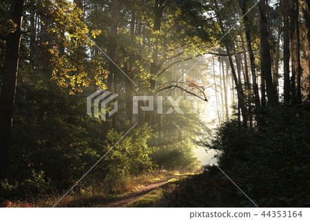 Path through a misty autumn forest at sunrise Path through a misty autumn forest at sunrise 44353164