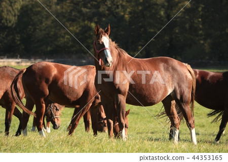 Horses in the pasture on the background of trees Horses in the pasture on the background of trees 44353165