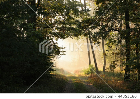 Dirt road through the forest at dawn Dirt road through the forest at dawn 44353166