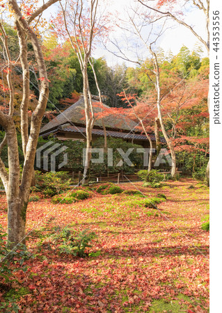 Kyoji·秋天的Gio寺廟 44353556