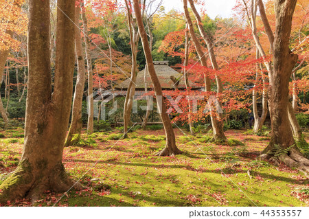 Kyoji·秋天的Gio寺廟 44353557