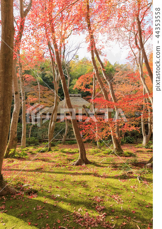 Kyoji·秋天的Gio寺廟 44353558