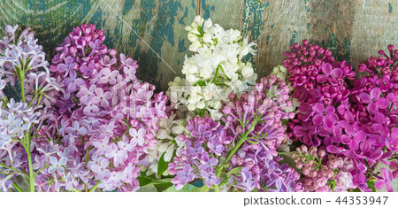Lush multicolored bunches of lilac Lush multicolored bunches of lilac 44353947
