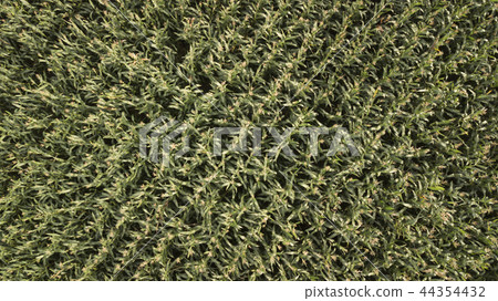 The view from high on a green field of corn The view from high on a green field of corn 44354432