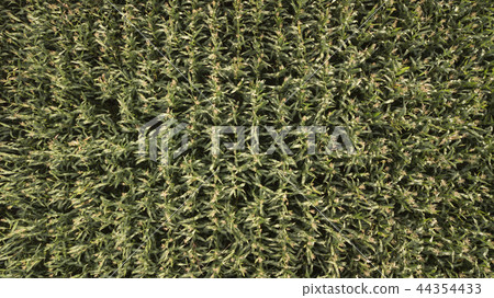 The view from high on a green field of corn The view from high on a green field of corn 44354433