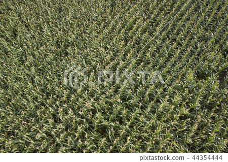 The view from high on a green field of corn The view from high on a green field of corn 44354444