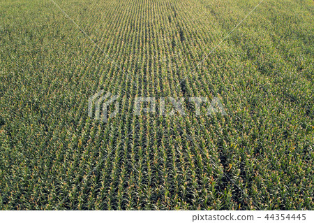 The view from high on a green field of corn The view from high on a green field of corn 44354445