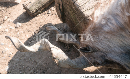 Markhor on a rock in the zoo area Markhor on a rock in the zoo area 44354447
