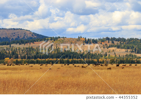 Herd of Bison in fall 44355352