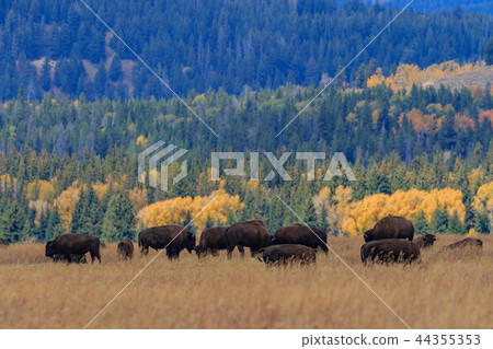 Herd of Bison in fall 44355353