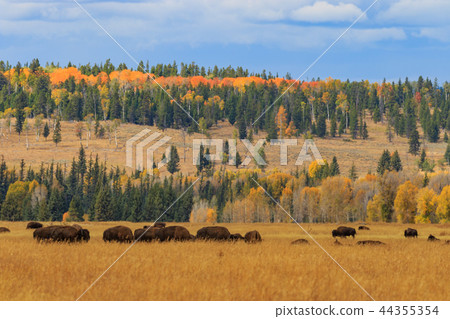 Herd of Bison in fall 44355354