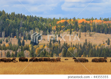 Herd of Bison in fall 44355355