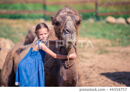 Little girl with camels in the zoo on warm and sunny summer day. Active family leisure. 44358757