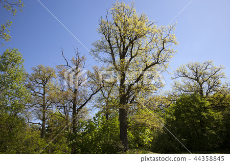 deciduous trees deciduous trees 44358845