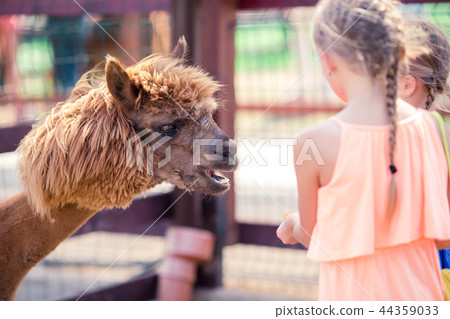 Charming little girl is playing with cute alpaca in the park 44359033